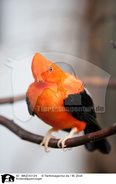 Andenklippenvogel / Andean cock of the rock / MAZ-03124