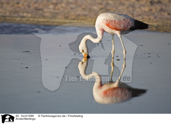 Andenflamingo / HJ-01586