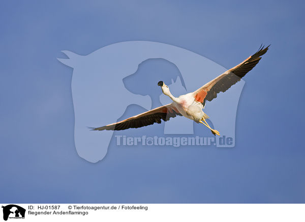 fliegender Andenflamingo / flying Andean flamingo / HJ-01587