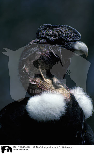 Andenkondor / Andean Condor / PW-01420