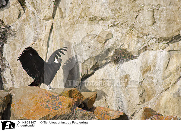 Andenkondor / andean condor / HJ-03347
