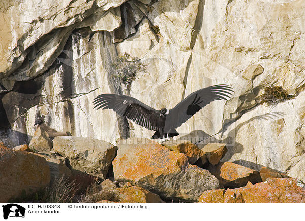 Andenkondor / andean condor / HJ-03348