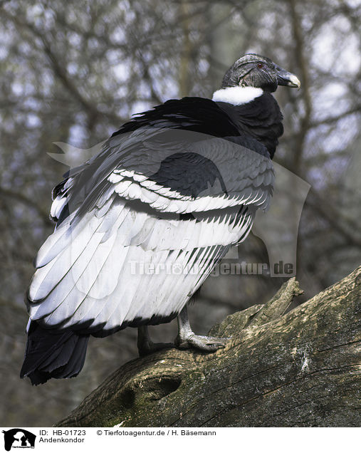 Andenkondor / Andean condor / HB-01723