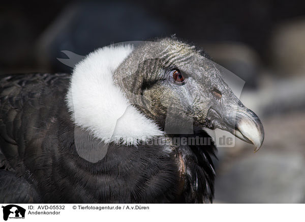 Andenkondor / Andean condor / AVD-05532