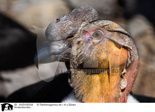 Andenkondor / Andean condor / AVD-05539