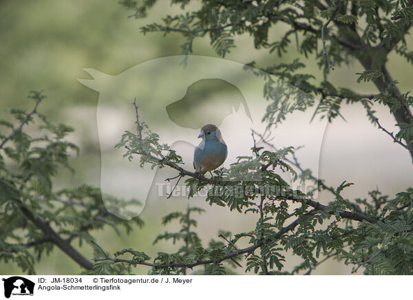 Angola-Schmetterlingsfink / blue-breasted cordon-bleu / JM-18034
