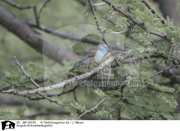 Angola-Schmetterlingsfink / blue-breasted cordon-bleu / JM-18035