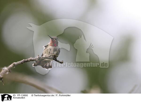Annakolibri / Anna's hummingbird / FF-13890