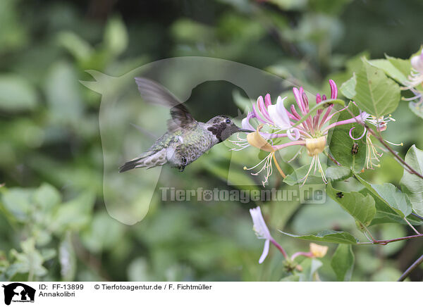 Annakolibri / Anna's hummingbird / FF-13899