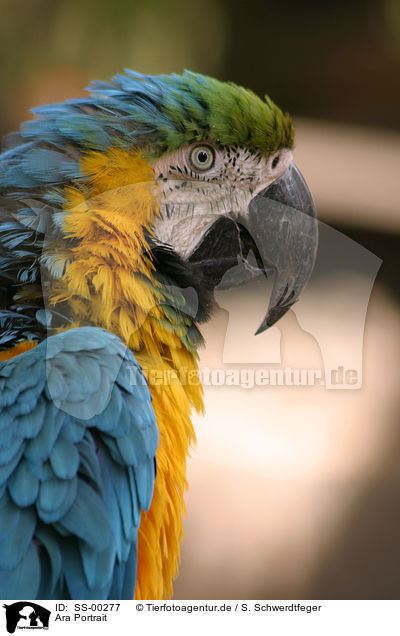 Ara Portrait / macaw portrait / SS-00277