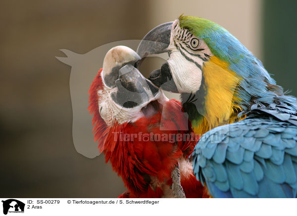 2 Aras / 2 macaws / SS-00279