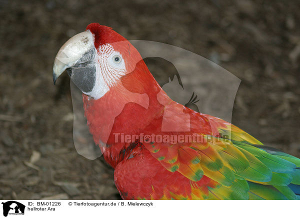 hellroter Ara / makaw / BM-01226