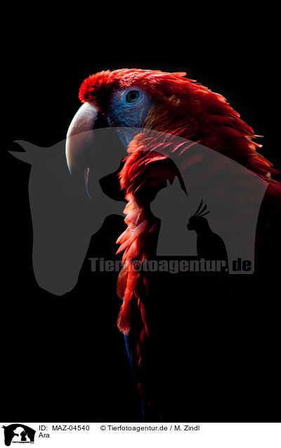 Ara / macaw / MAZ-04540