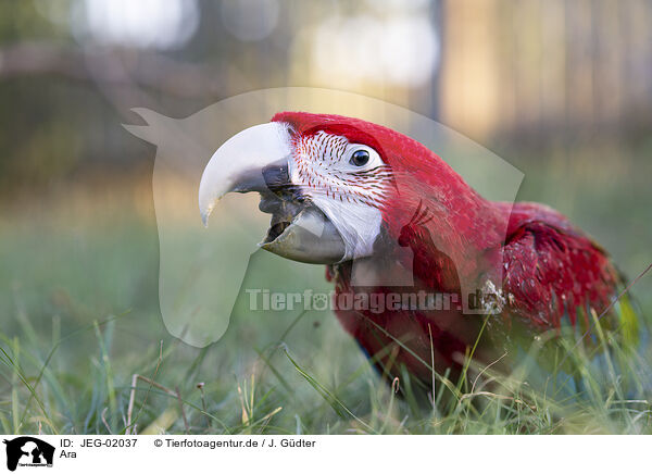 Ara / macaw / JEG-02037