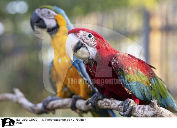 Aras / macaws / JEG-02039