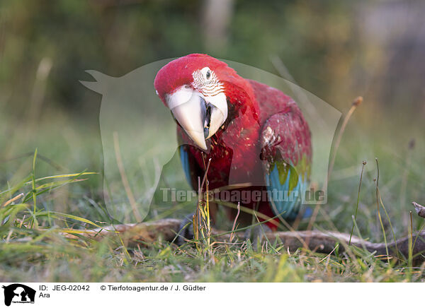 Ara / macaw / JEG-02042