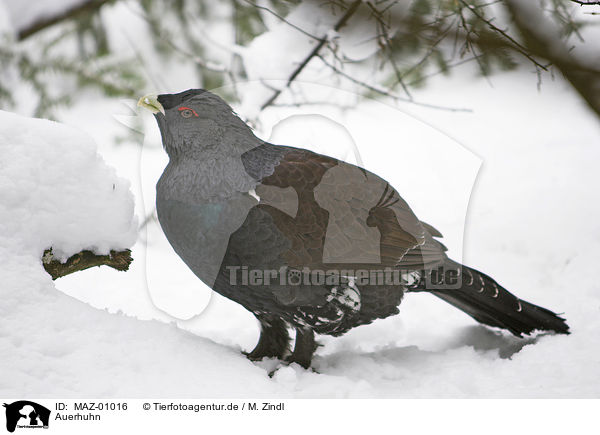 Auerhuhn / wood grouse / MAZ-01016