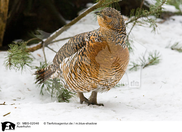 Auerhuhn / capercailye / MBS-02046