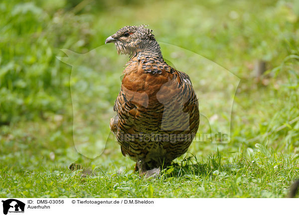 Auerhuhn / wood grouse / DMS-03056