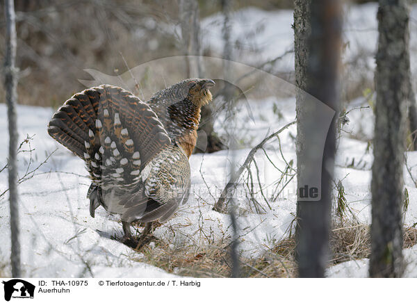 Auerhuhn / capercailye / THA-10975