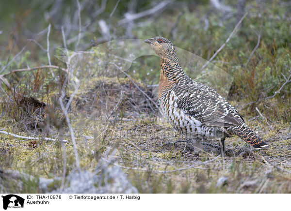 Auerhuhn / capercailye / THA-10978