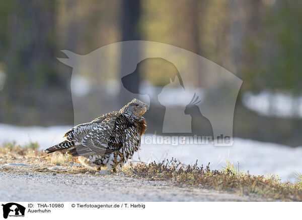 Auerhuhn / capercailye / THA-10980