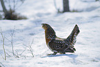 Auerhuhn