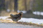 Auerhuhn