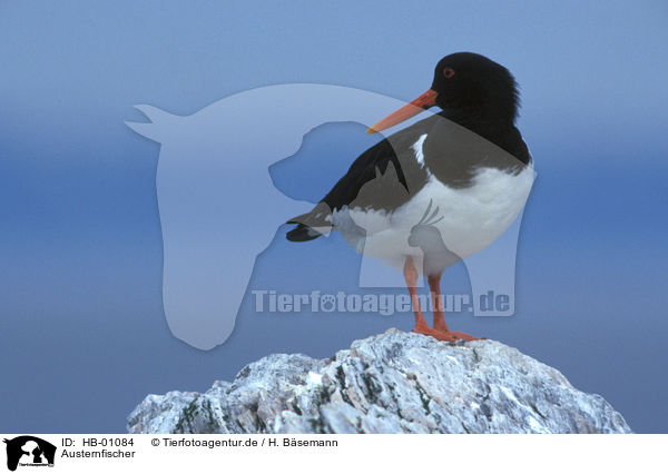 Austernfischer / Oystercatcher / HB-01084