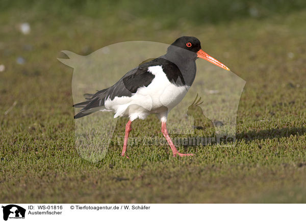 Austernfischer / Oystercatcher / WS-01816