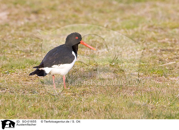 Austernfischer / oystercatcher / SO-01655