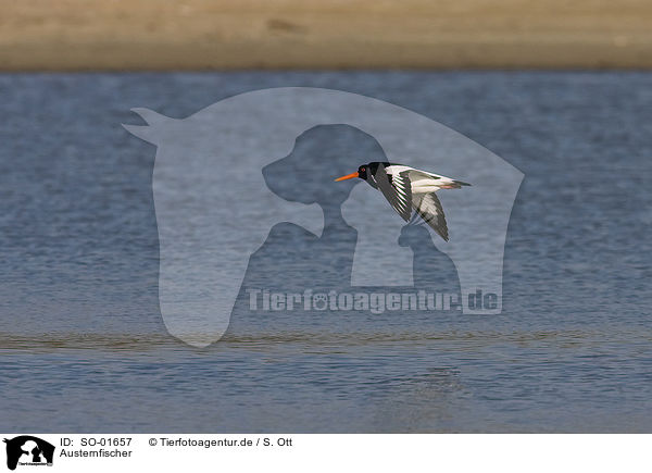 Austernfischer / oystercatcher / SO-01657