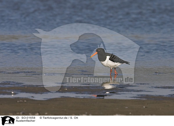 Austernfischer / oystercatcher / SO-01658