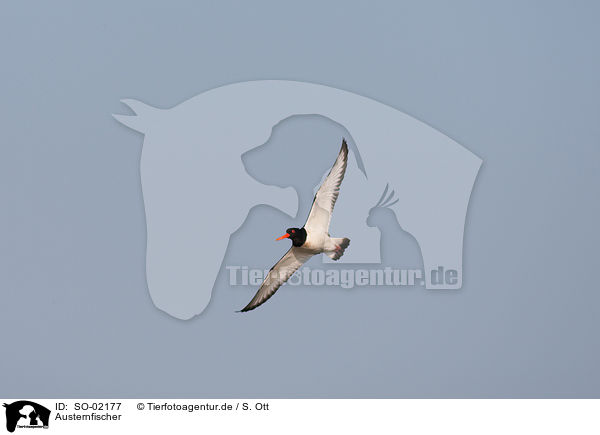 Austernfischer / Eurasian oystercatcher / SO-02177