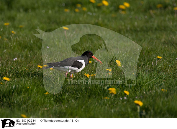 Austernfischer / Eurasian oystercatcher / SO-02234