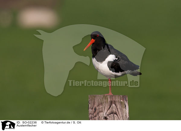 Austernfischer / Eurasian oystercatcher / SO-02236