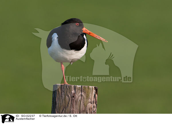 Austernfischer / Eurasian oystercatcher / SO-02237