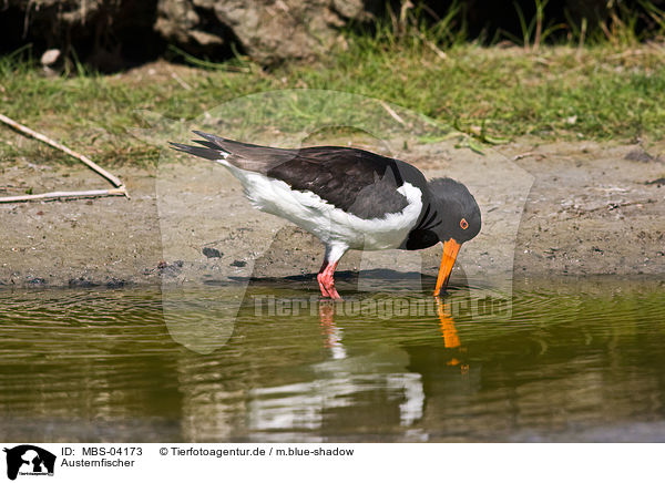 Austernfischer / Eurasian oystercatcher / MBS-04173