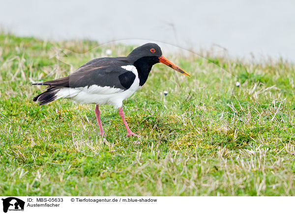 Austernfischer / Eurasian oystercatcher / MBS-05633