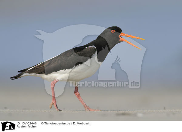 Austernfischer / Eurasian oystercatcher / DV-02446