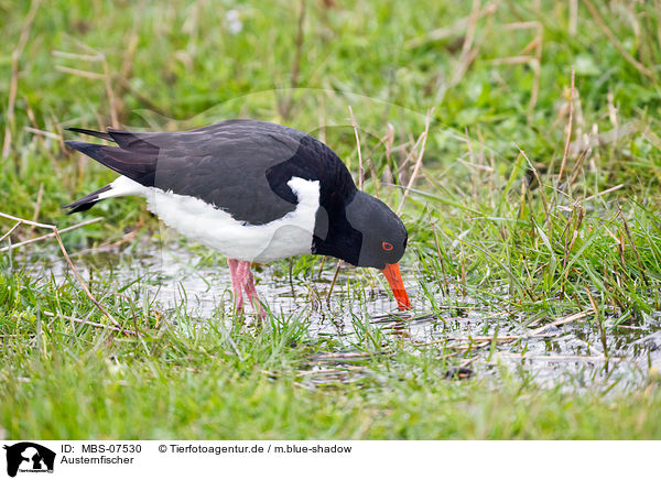 Austernfischer / Eurasian oystercatcher / MBS-07530