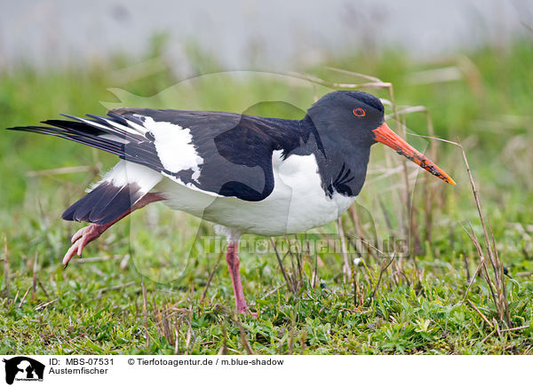 Austernfischer / Eurasian oystercatcher / MBS-07531