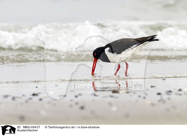 Austernfischer / Eurasian oystercatcher / MBS-09437