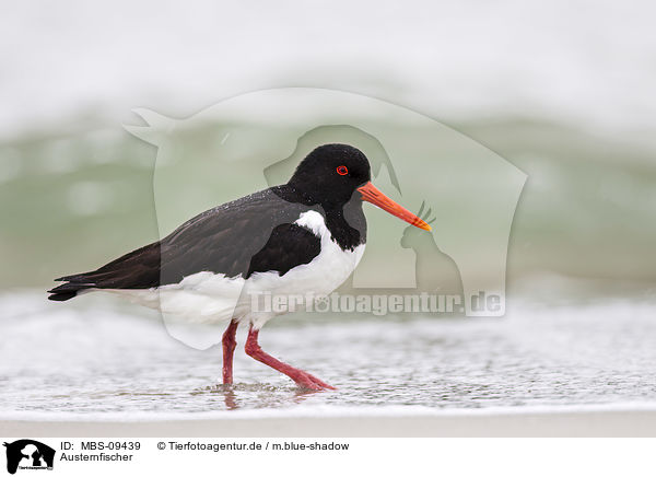 Austernfischer / Eurasian oystercatcher / MBS-09439