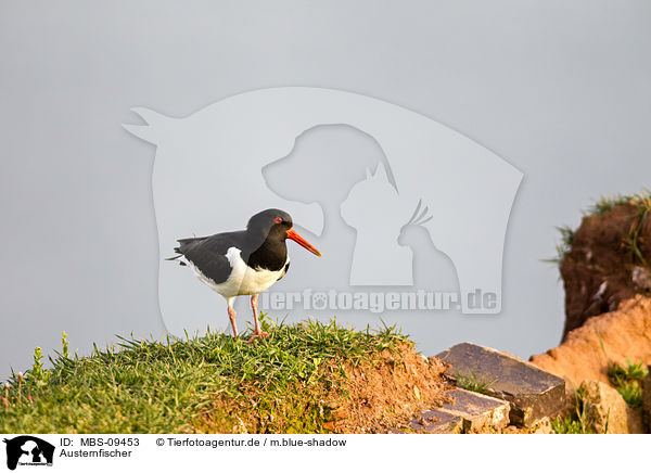 Austernfischer / Eurasian oystercatcher / MBS-09453