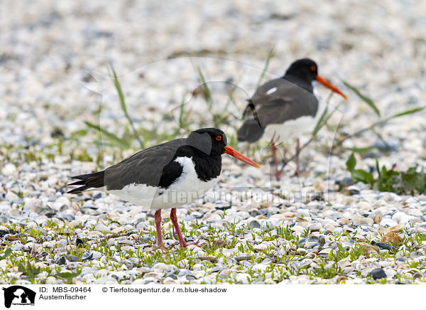 Austernfischer / Eurasian oystercatcher / MBS-09464