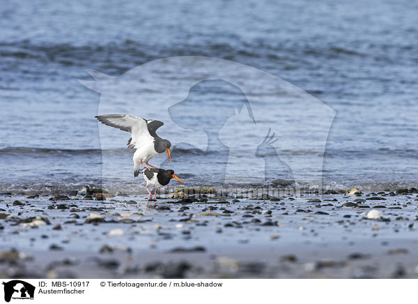 Austernfischer / Eurasian oystercatcher / MBS-10917