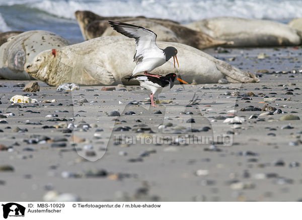 Austernfischer / Eurasian oystercatcher / MBS-10929