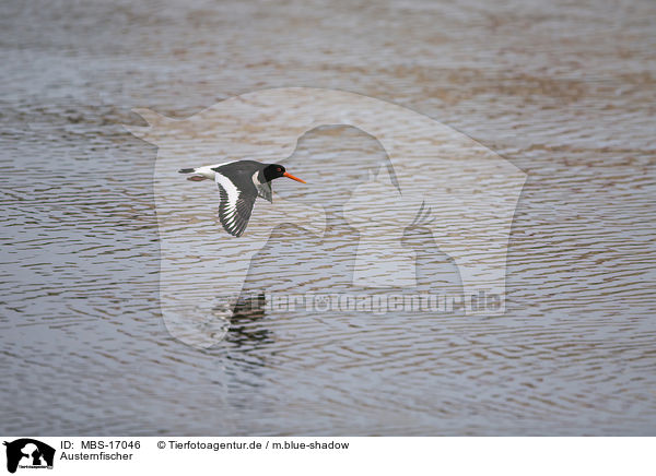 Austernfischer / Eurasian oystercatcher / MBS-17046