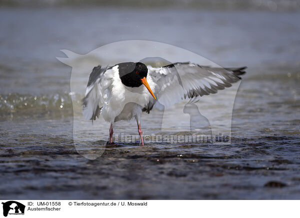 Austernfischer / Eurasian Oystercatcher / UM-01558